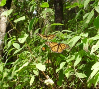 Mariposa monarca